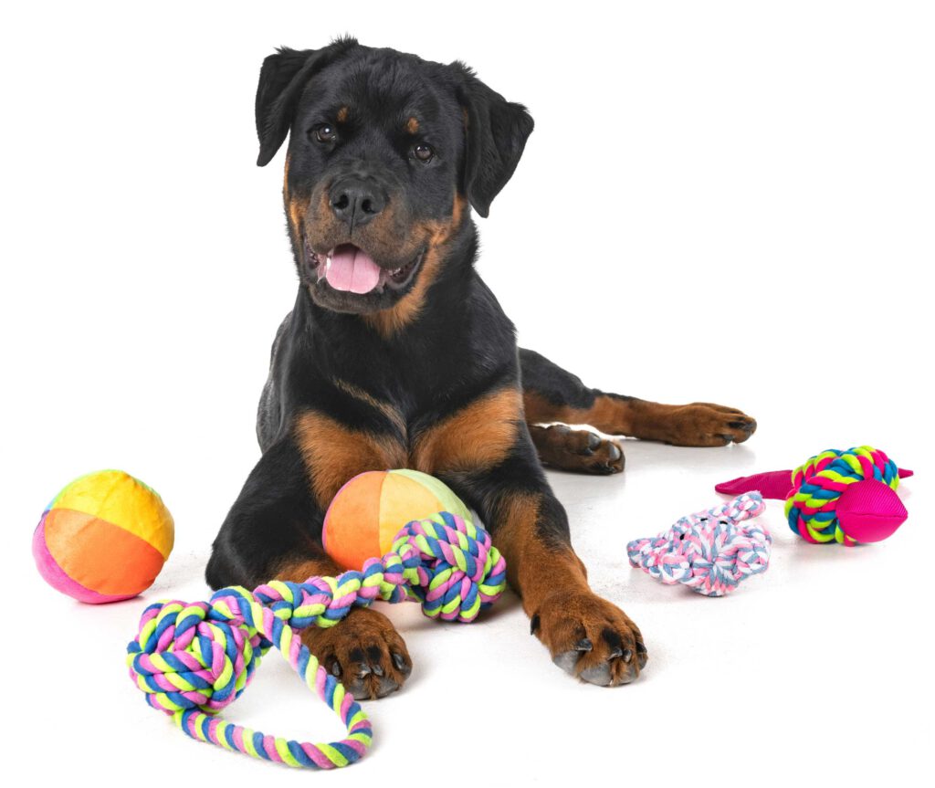 De juiste speeltjes voor je hond inzetten