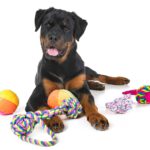De juiste speeltjes voor je hond inzetten